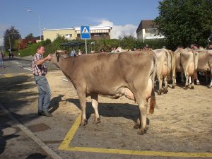 Schneuter ltere Glenn Gemmi Studhalter Beat Horw